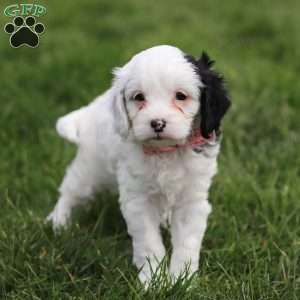 Molly, Cavapoo Puppy